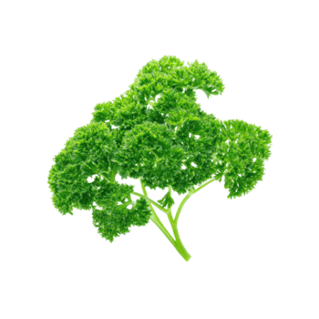 Parsley Plant