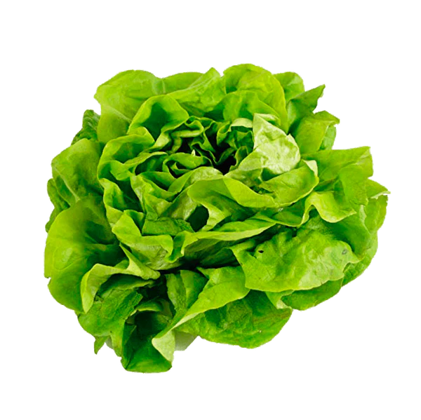 Buttercrunch Lettuce