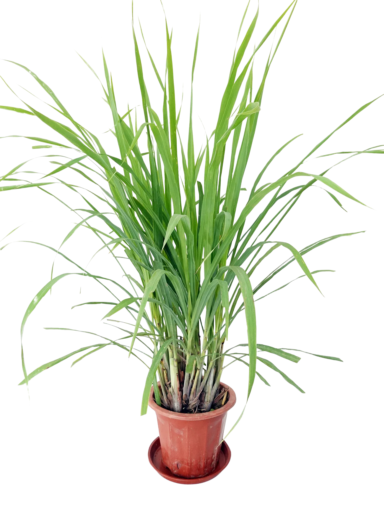 Lemongrass Plant