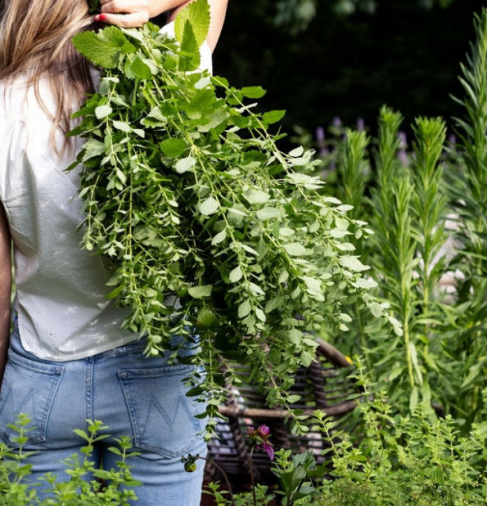 Local Tea Bush Sampler Bundle