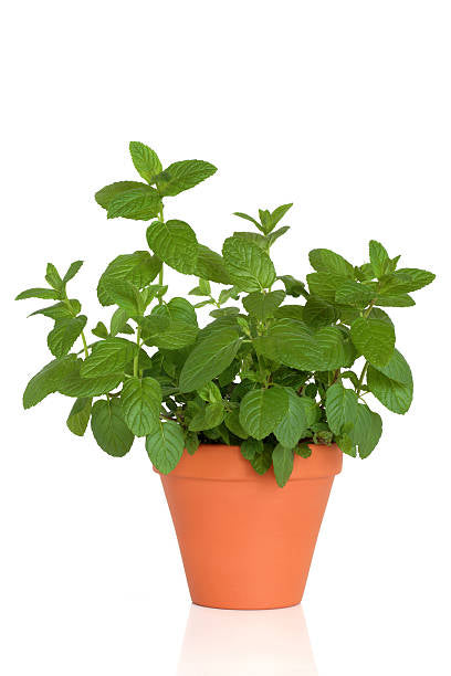Peppermint Plant