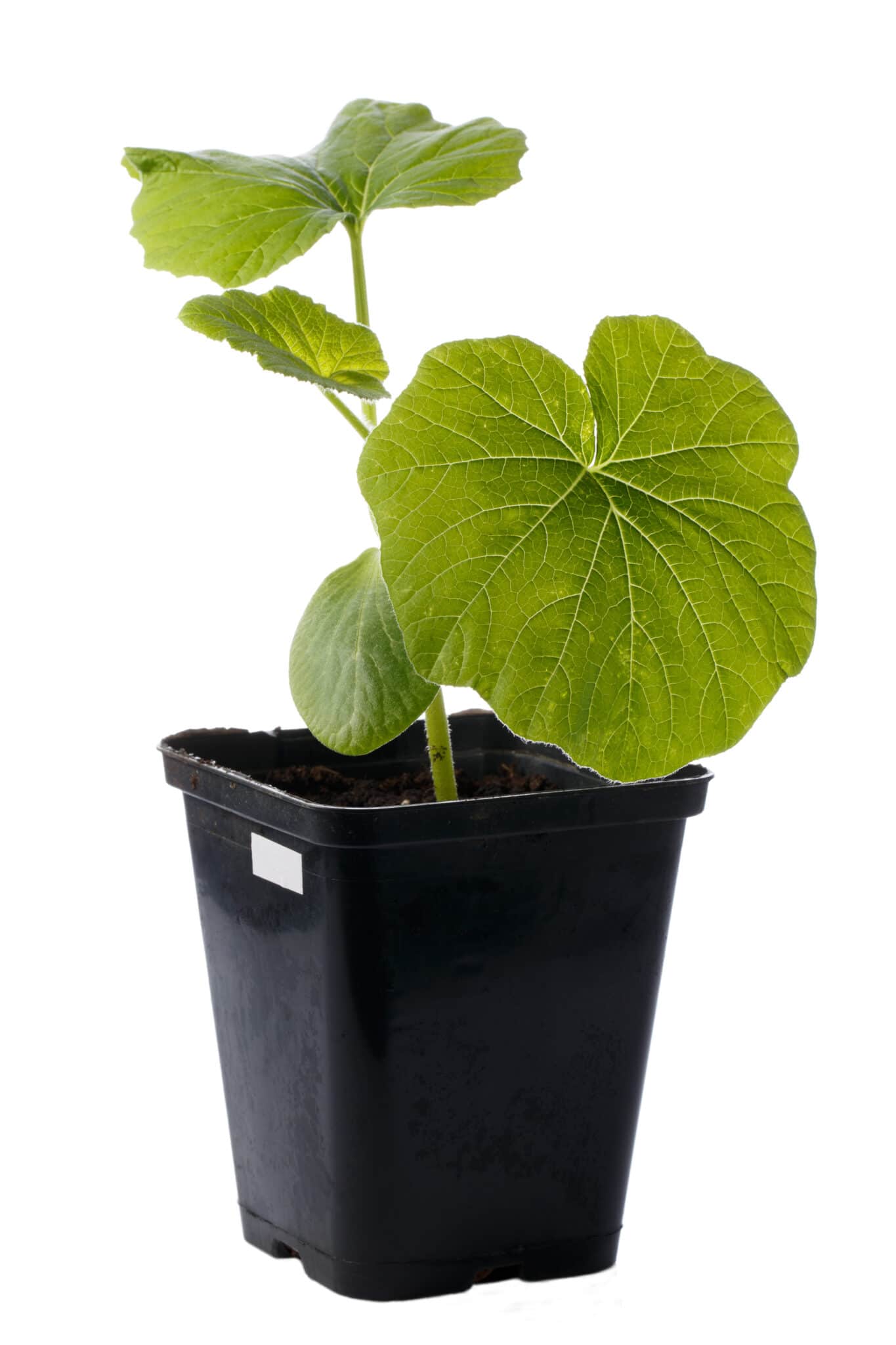 Pumpkin Plant