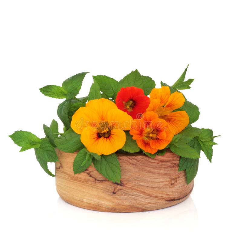 Nasturtium Plant