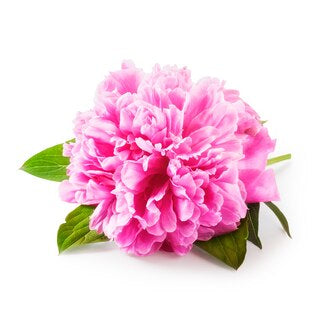 Peony Plant