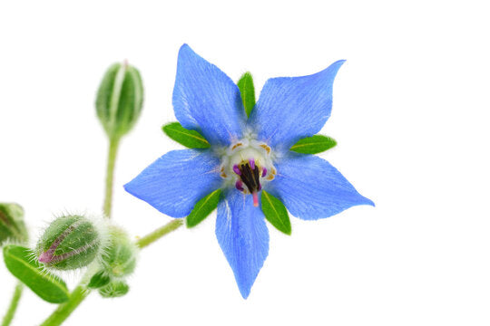 Borage Plant