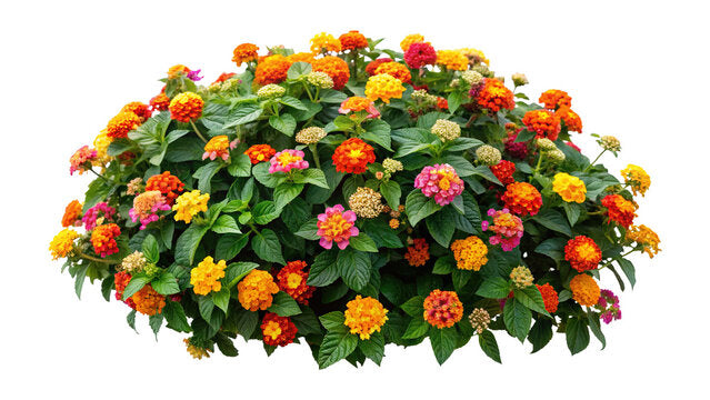 Lantana Plant