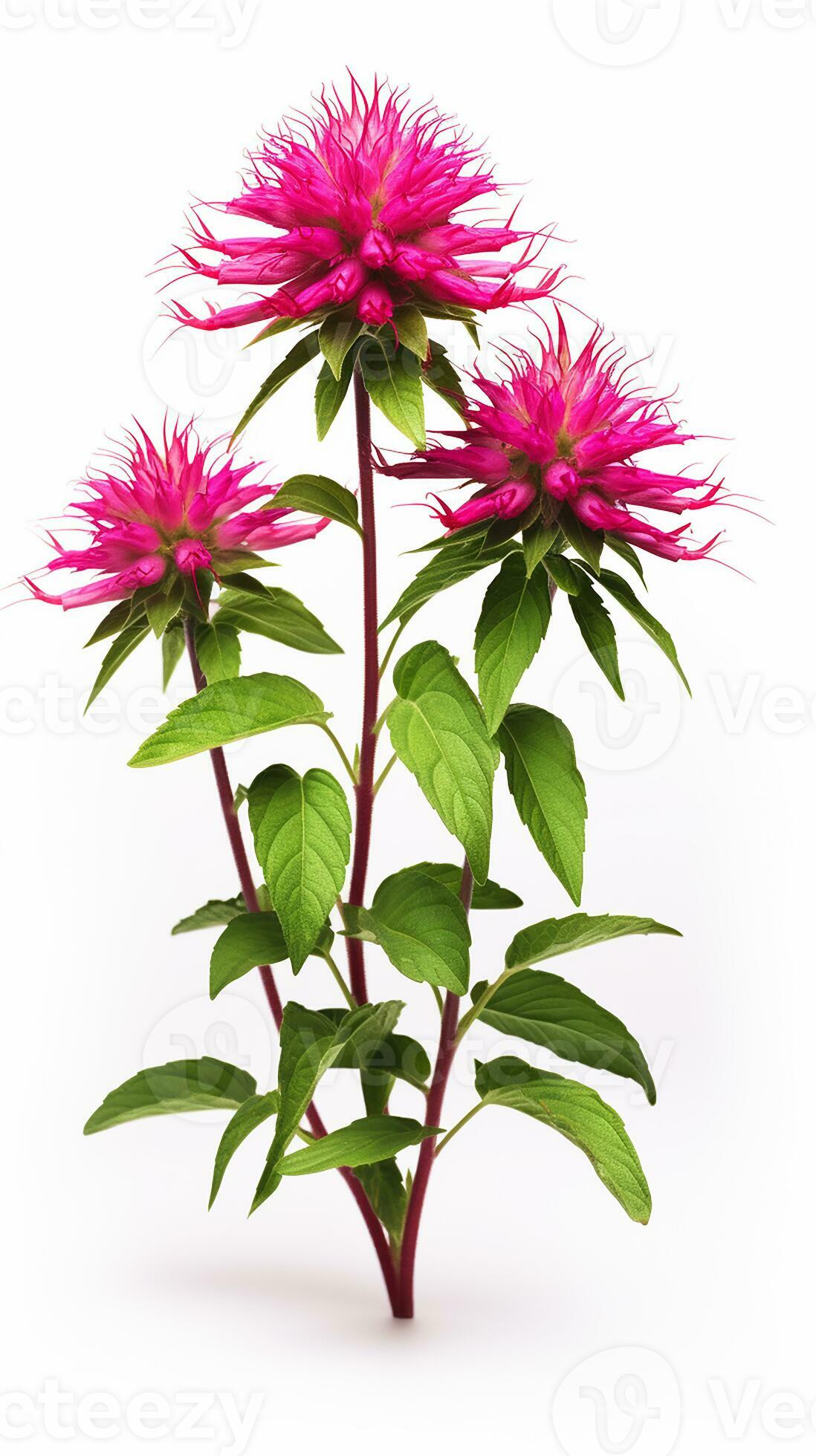 Bee Balm Plant