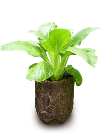 BokChoi (PakChoi) Seedling
