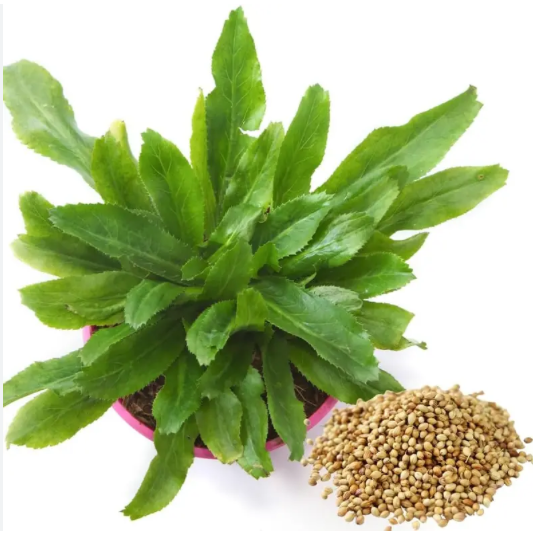 Shado (Chadon) Beni Plant