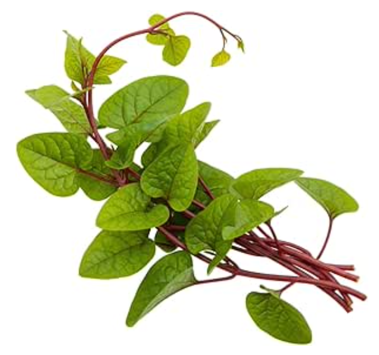 Maribar Spinach Plant