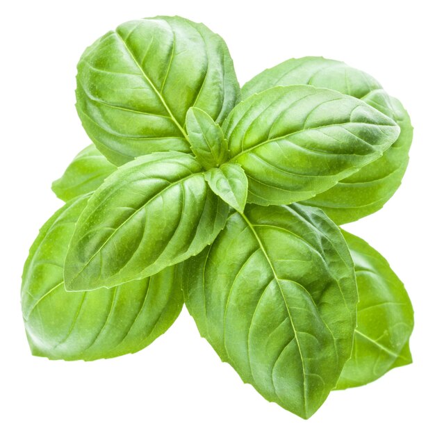 Basil Plant