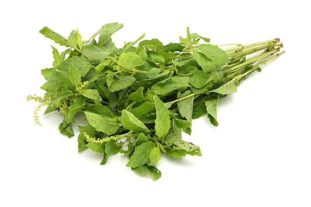Basil Plant