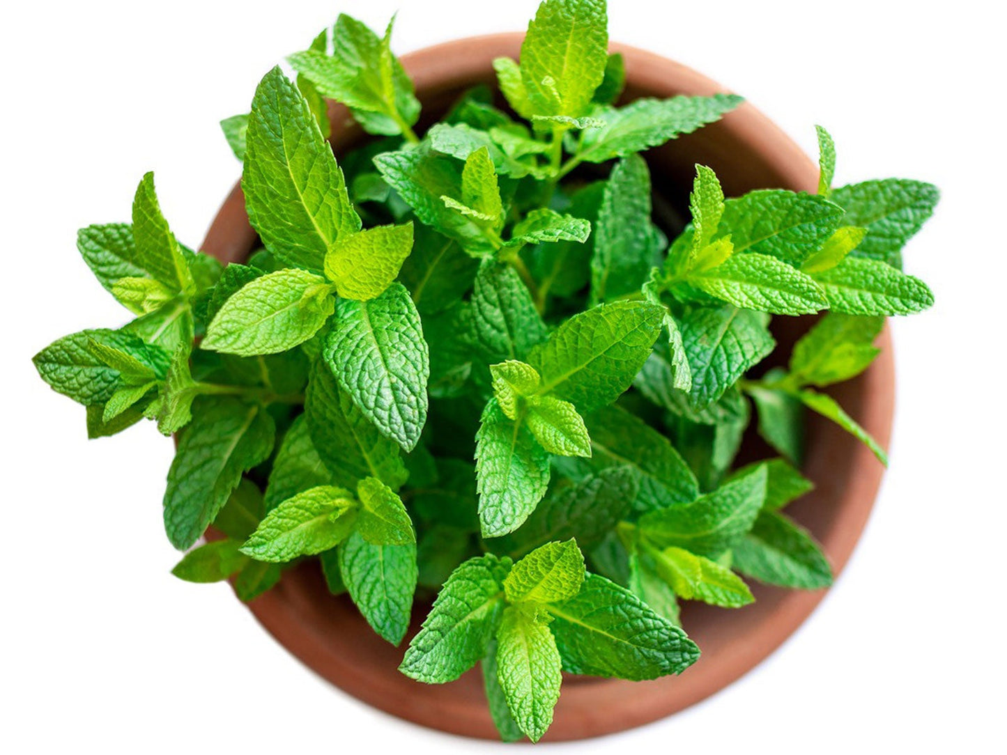 Spearmint Plant