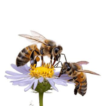 Pollinating Plants