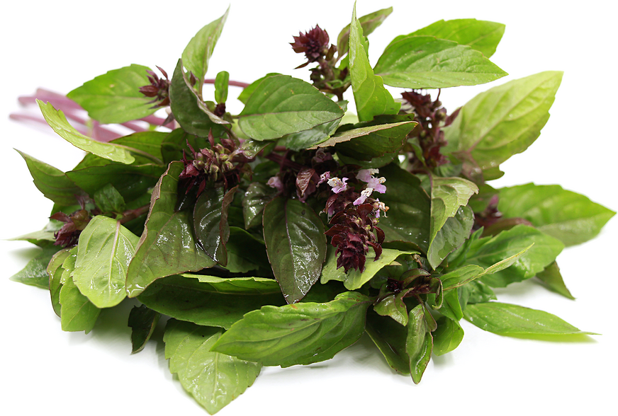 Basil Plant