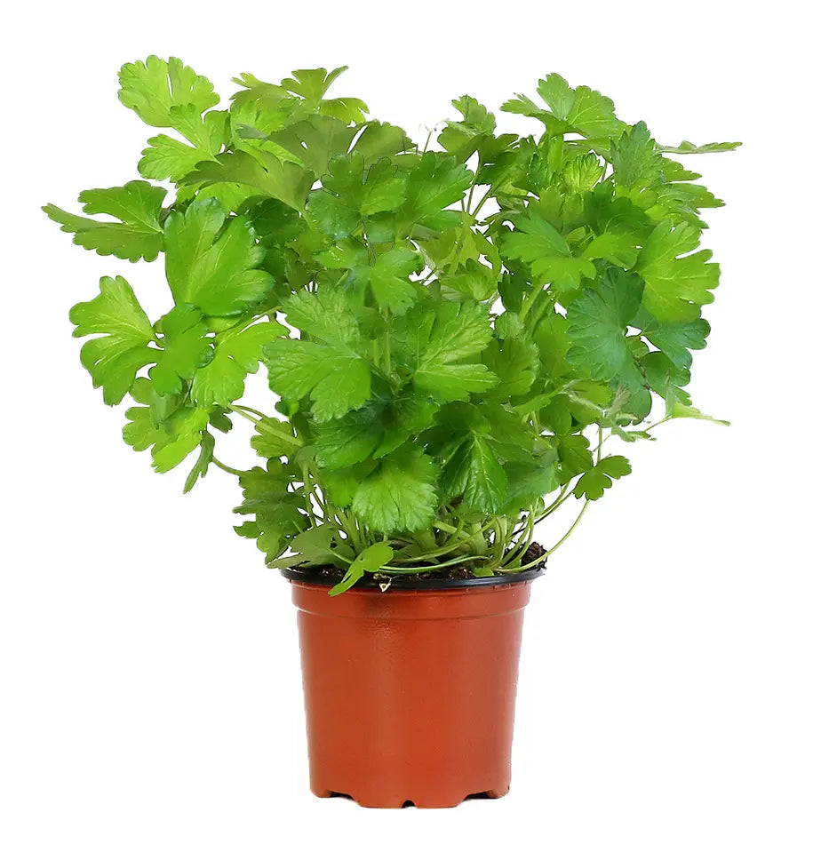 Parsley Plant