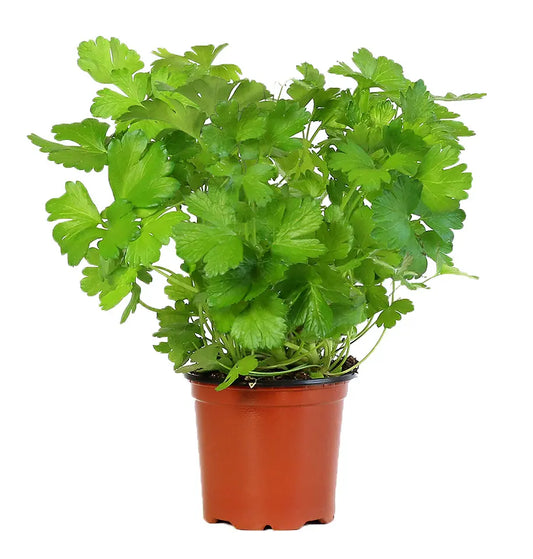 Parsley Plant