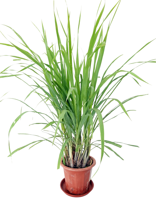 Lemongrass Plant