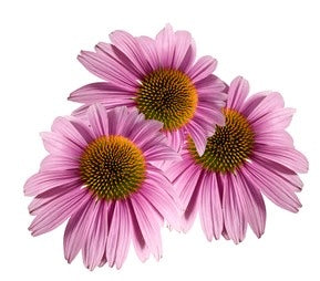Echinacea Plant