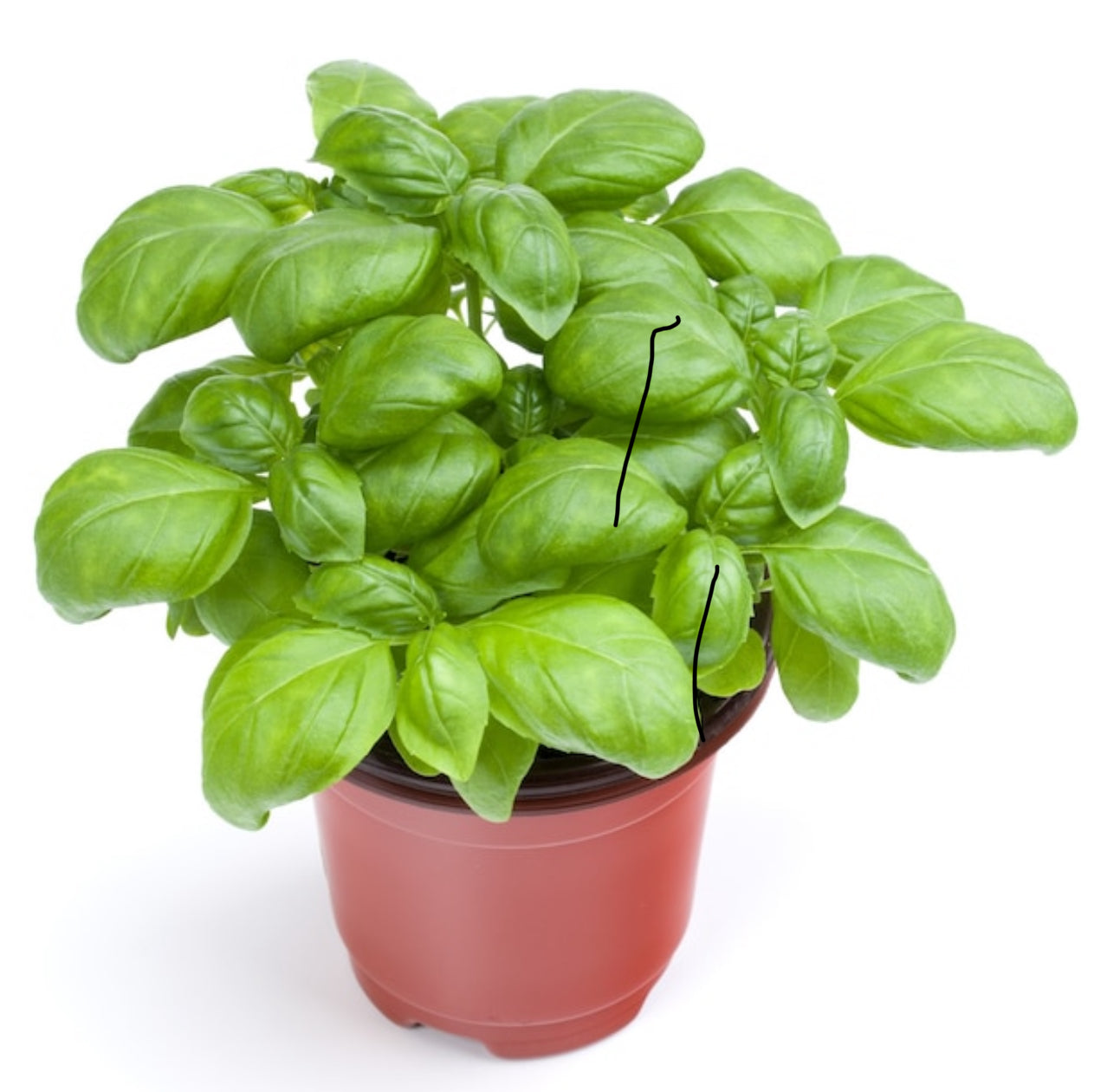 Basil Plant