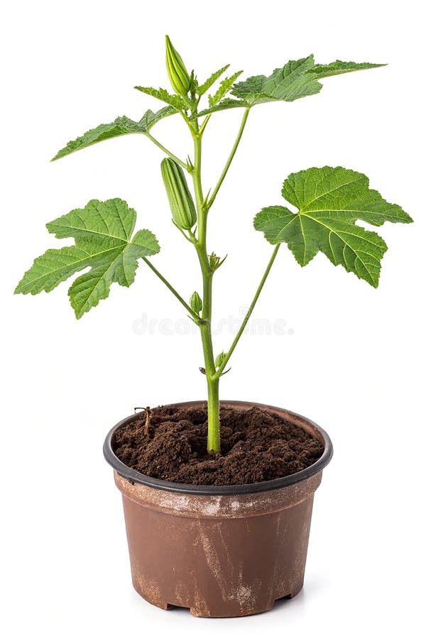 Okra Plant