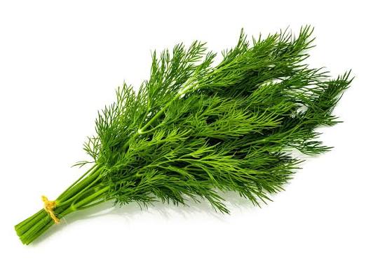 Local Fresh Dill