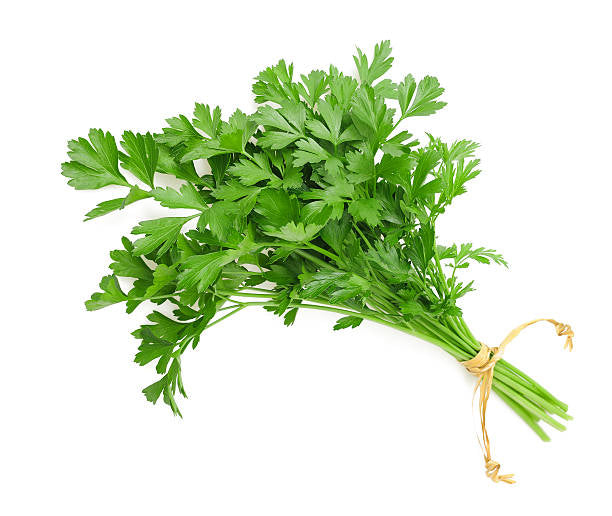 Fresh Local Cilantro
