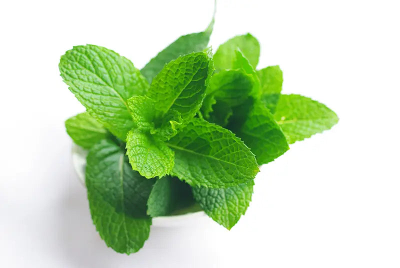 Fresh Spearmint