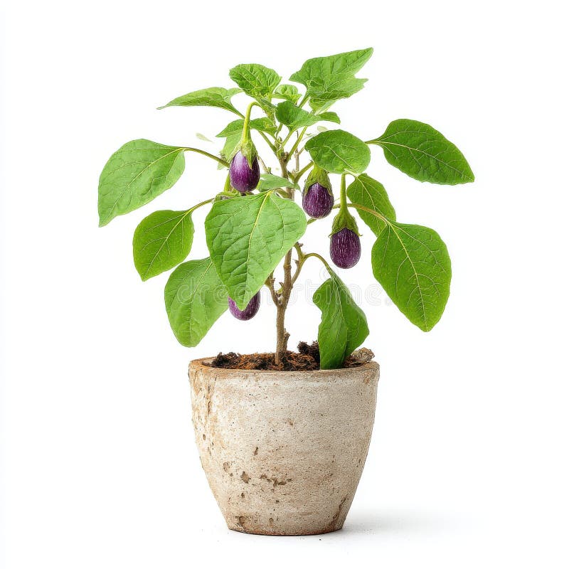 Eggplant Plant