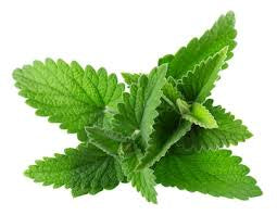 Fresh Lemon Balm