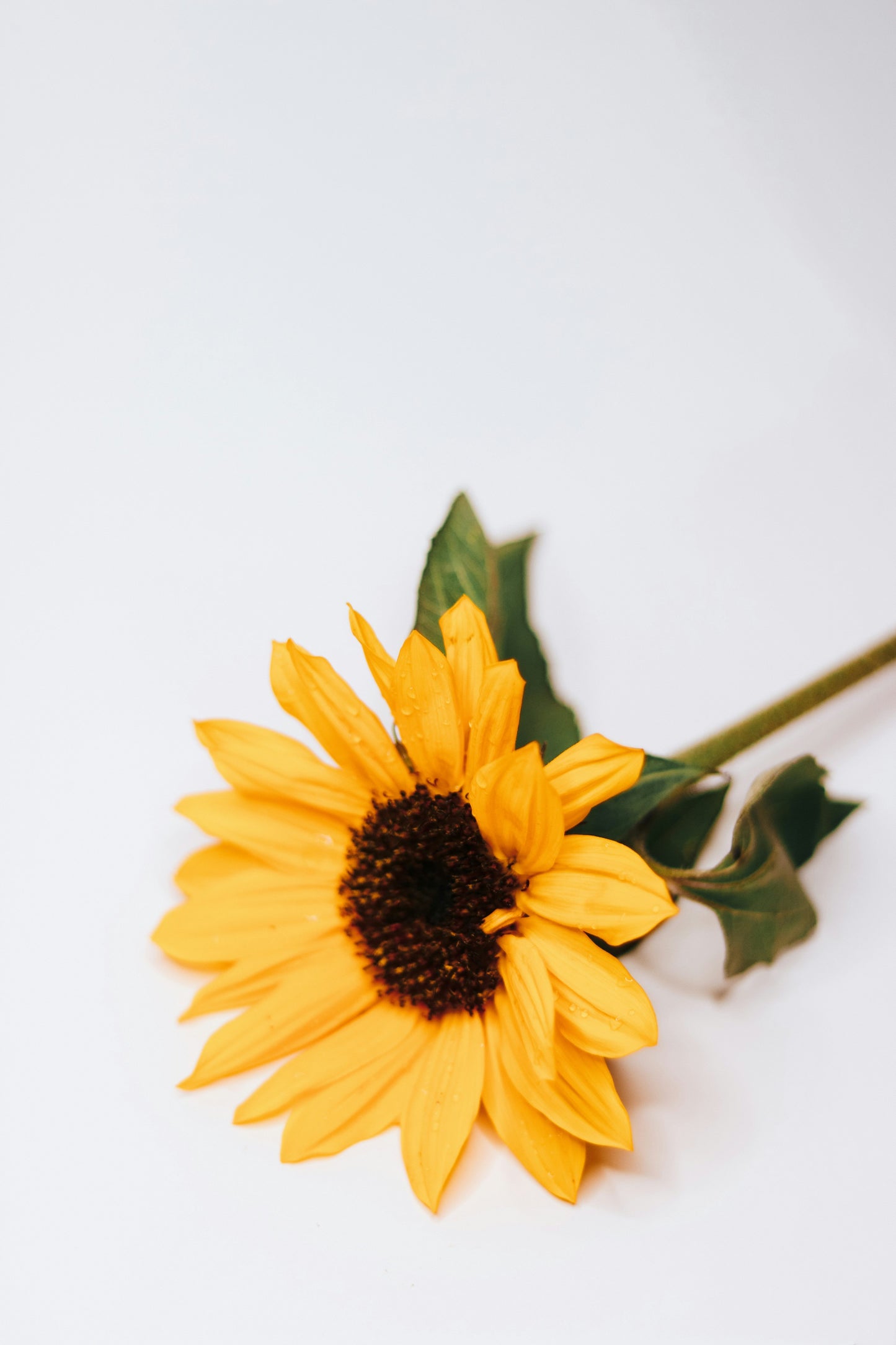 Sunflower Plant