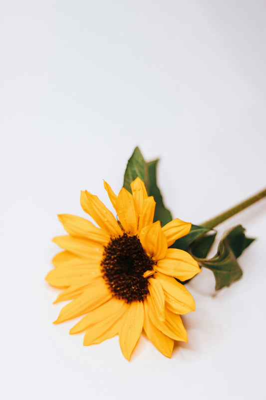 Sunflower Plant