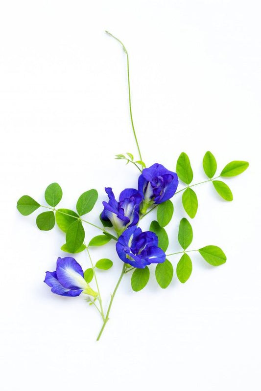 Butterfly Pea Plant