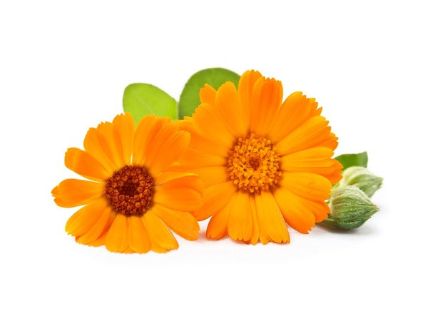 Calendula Plant