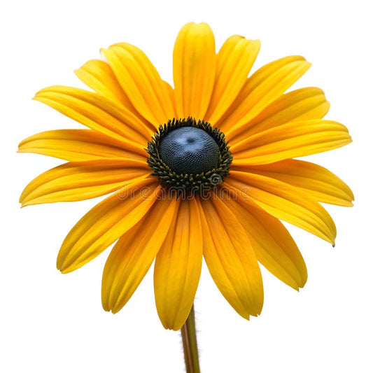 Black Eyed Susan Plant