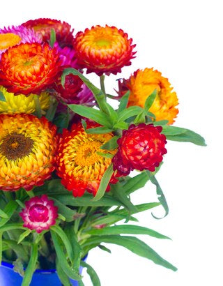Strawflower Plant