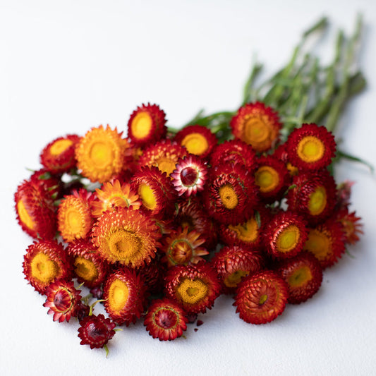 Strawflower Plant
