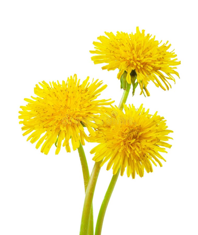 Dandelion Plant