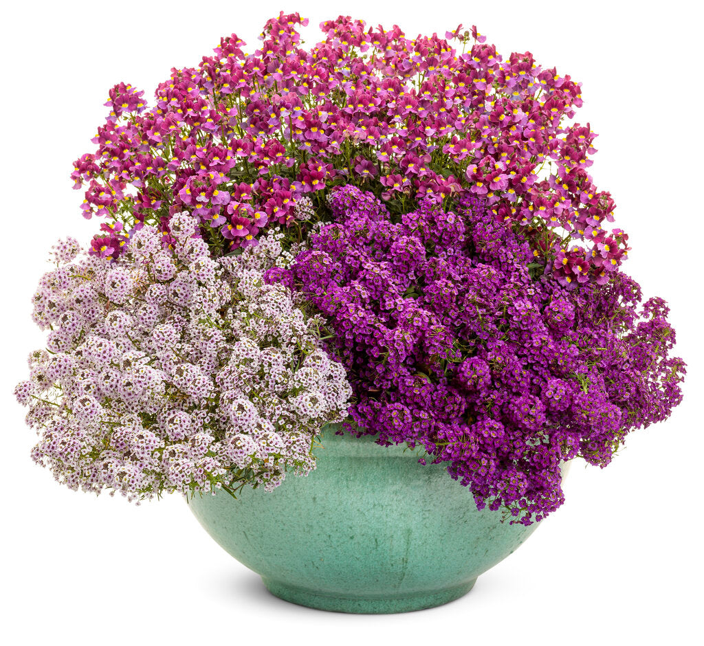 Sweet Alyssum Plant