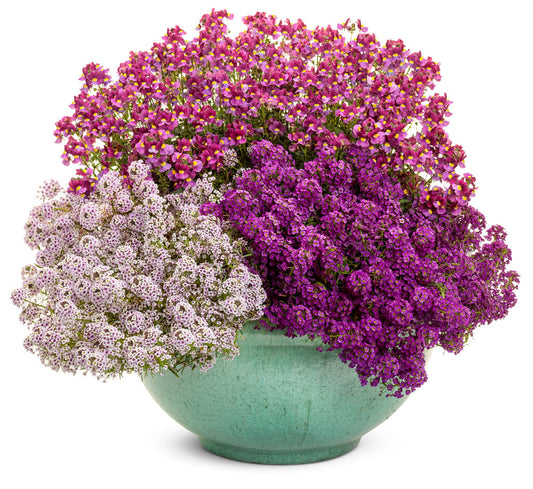 Sweet Alyssum Plant