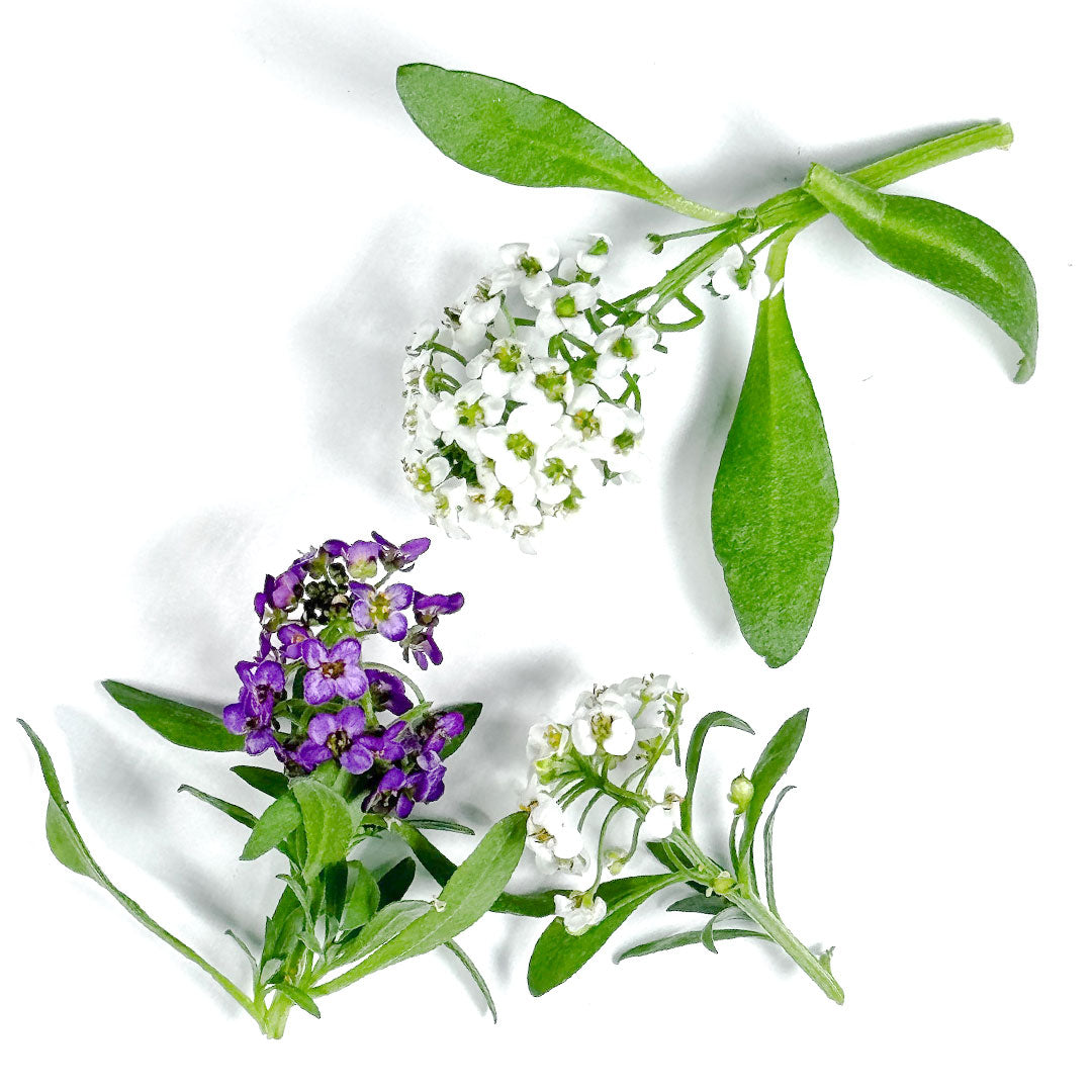 Sweet Alyssum Plant