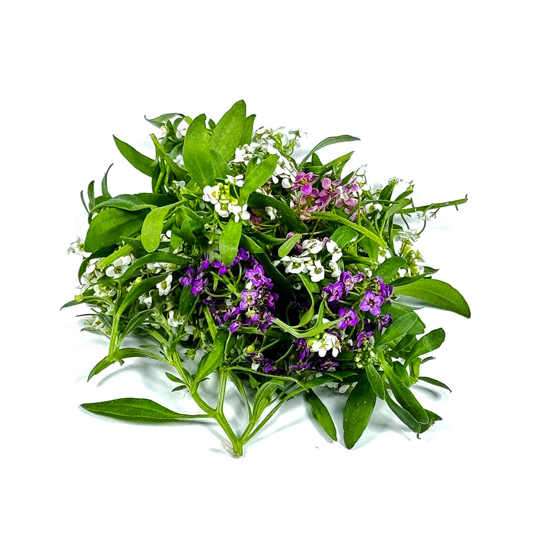 Sweet Alyssum Plant