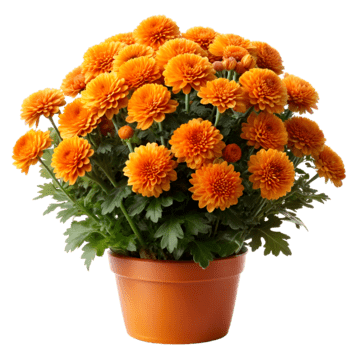 Chrysanthemum Plant