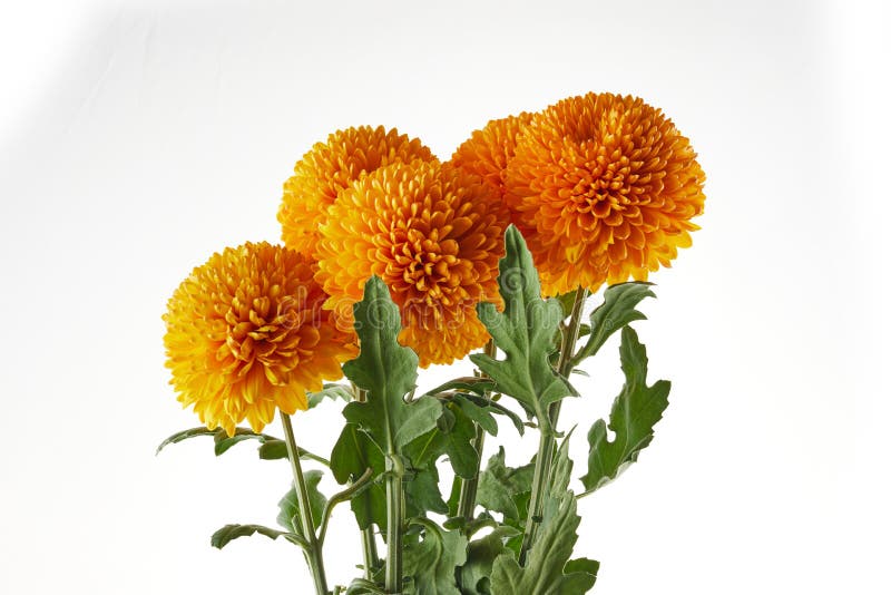 Chrysanthemum Plant