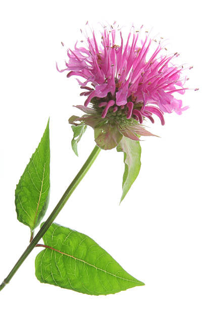 Bee Balm Plant