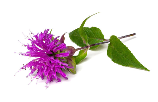 Bee Balm Plant