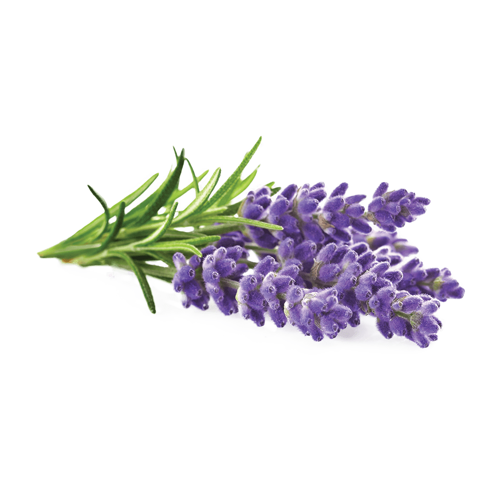 Lavender Plant