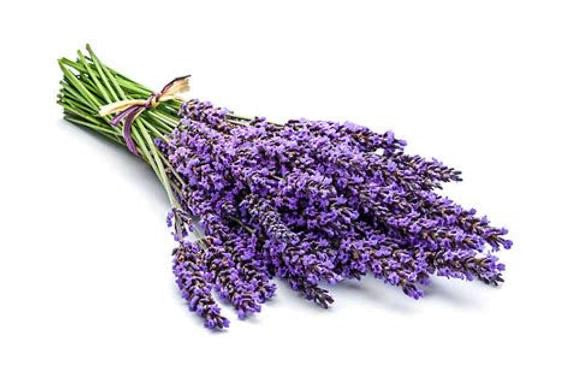 Lavender Plant