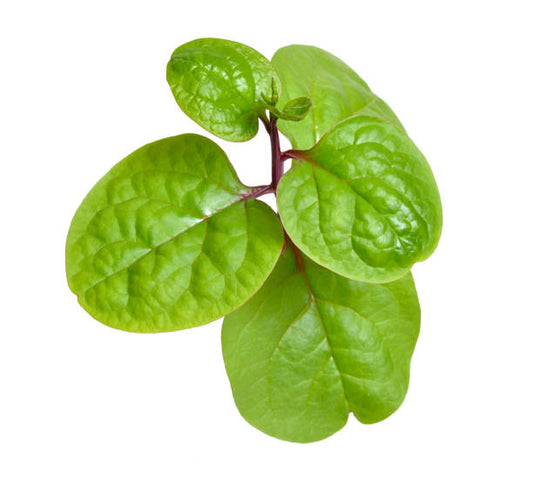 Spinach - Red Malabar