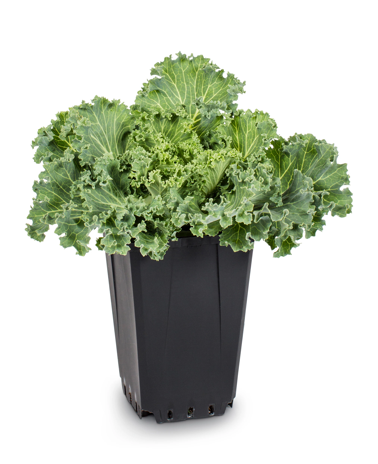 Kale Seedling